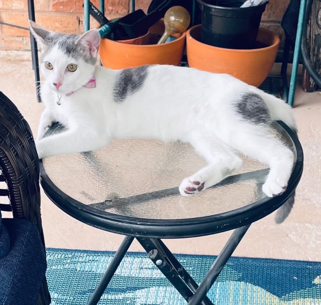 Bella - Tabby
