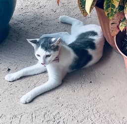 Bella image 2