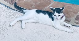 Bella image 3