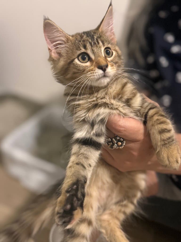 Blossom - Tabby