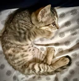 Sugar image 3