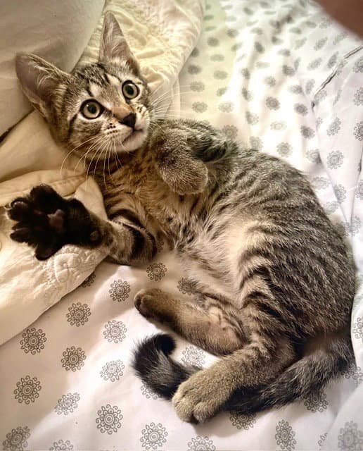 Asteroid - Tabby