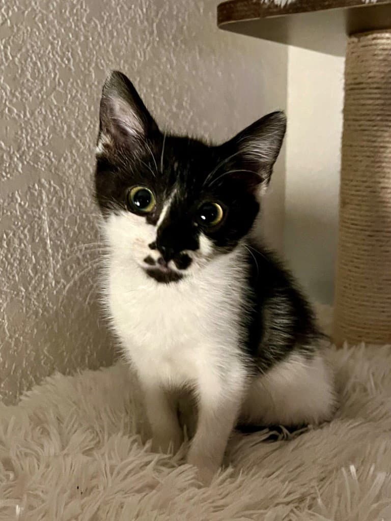 Prim - Domestic Medium Hair