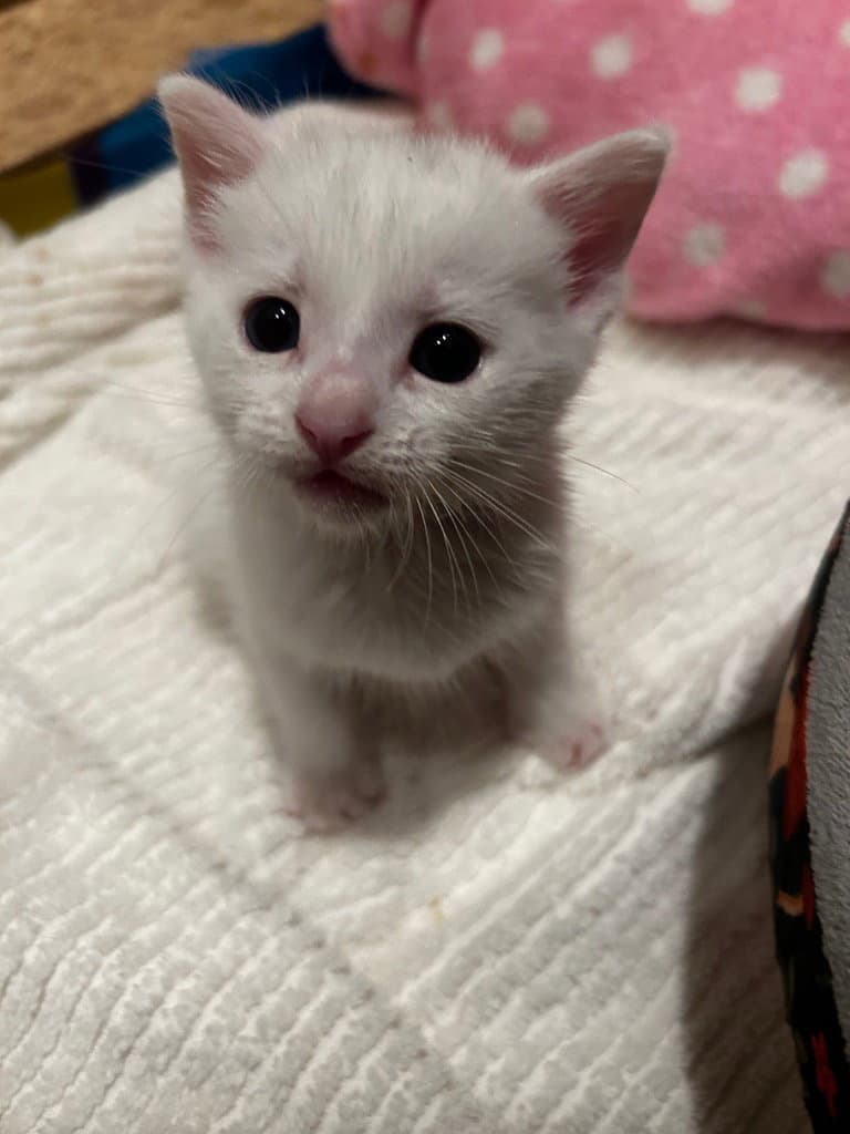Riley - Domestic Short Hair