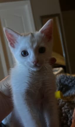 Riley image 2