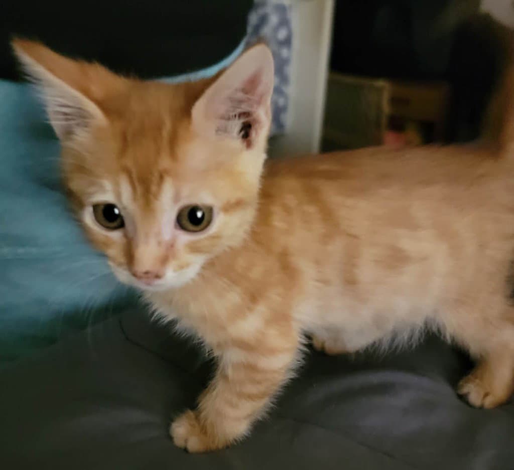 Rory - Tabby