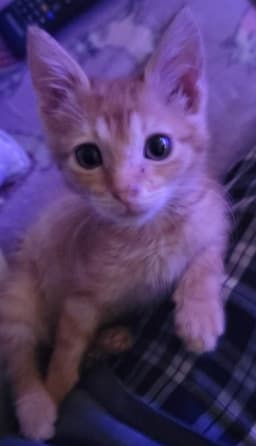 Rory image 2