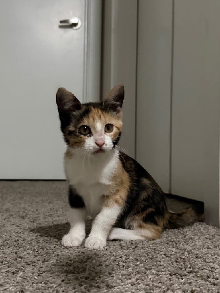 Fae - Calico