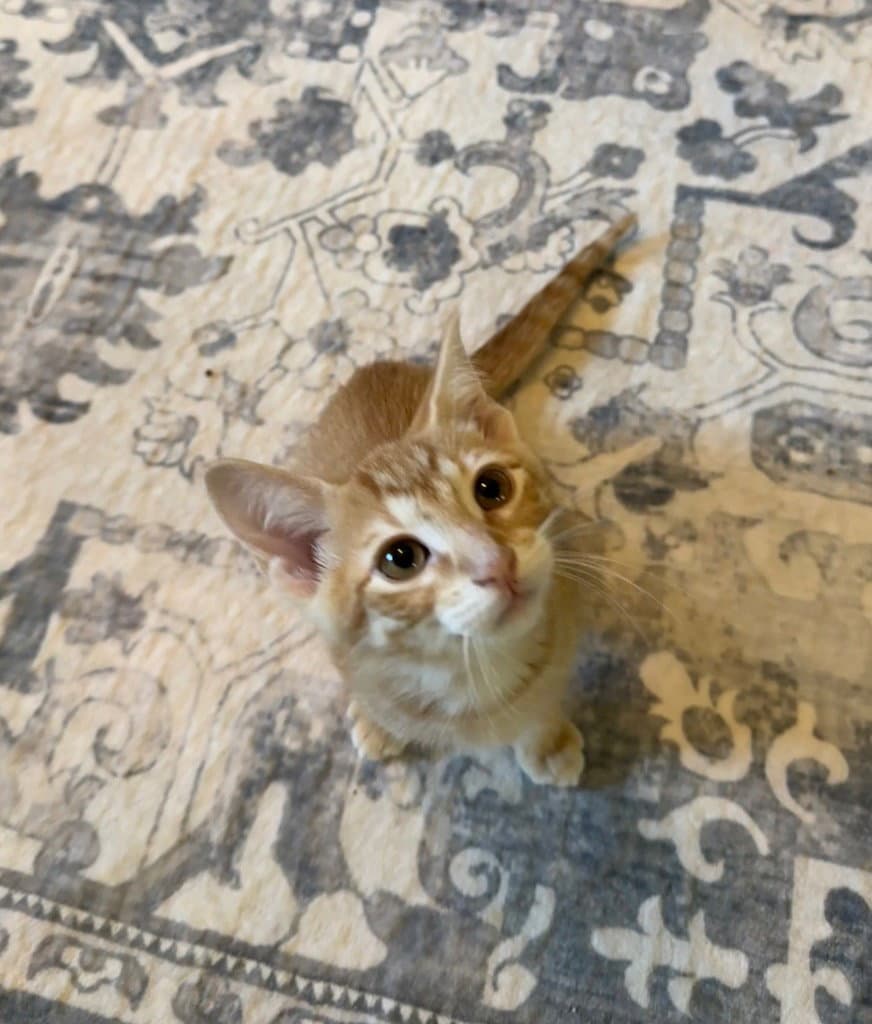 Cheerio - Tabby
