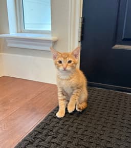 Cheerio image 4