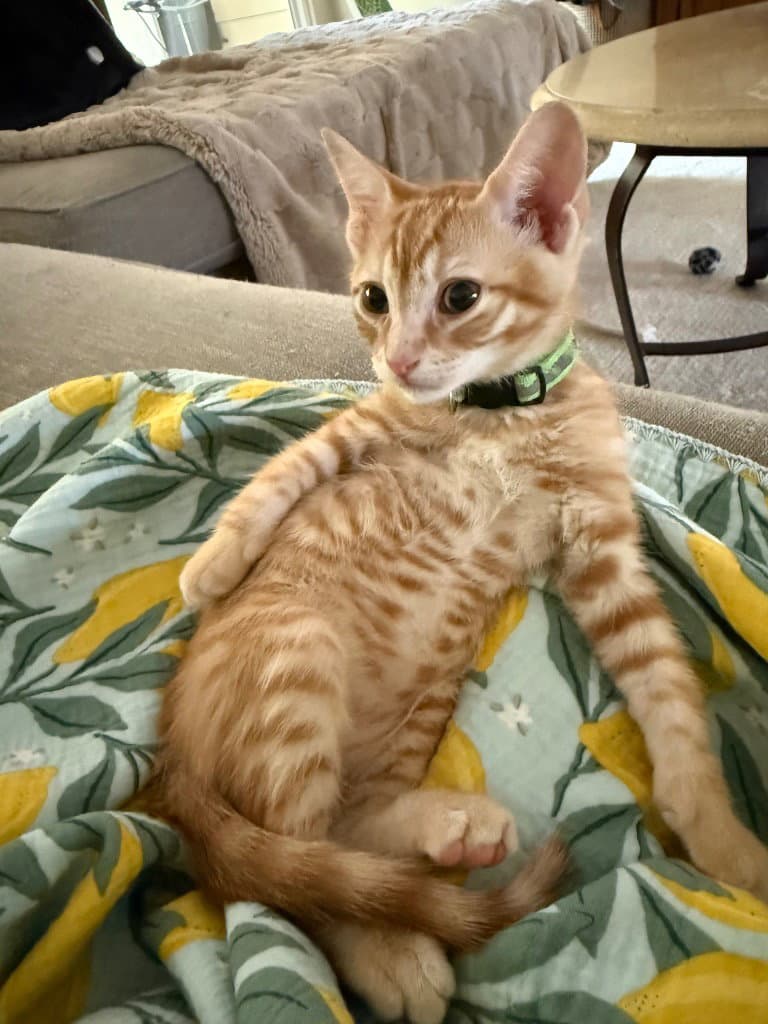 Kix - Tabby