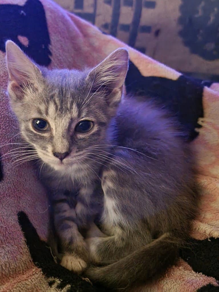 Milky - Tabby