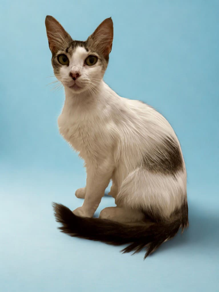 Wren - Tabby