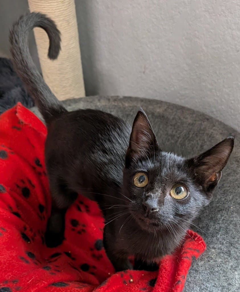 Minky - Domestic Long Hair