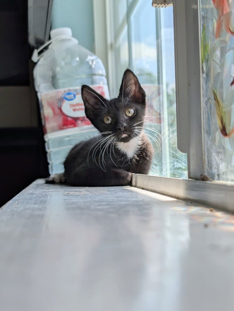 Saison - Domestic Short Hair