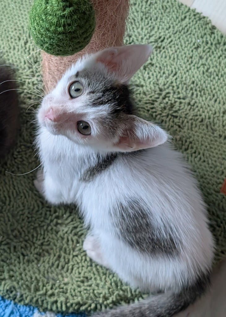 Hops - Domestic Short Hair