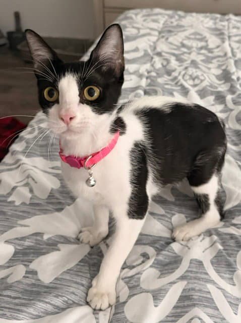 Liberty - Domestic Short Hair