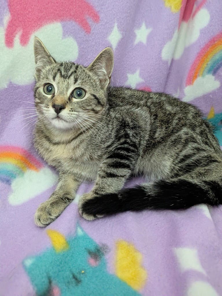 Hawthorn - Tabby