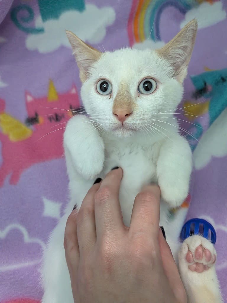 Edelweiss Eddie - Siamese