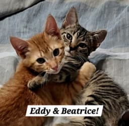 Beatrice image 1