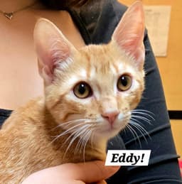 Eddy image 1