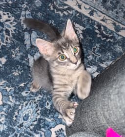 Buttercup image 2
