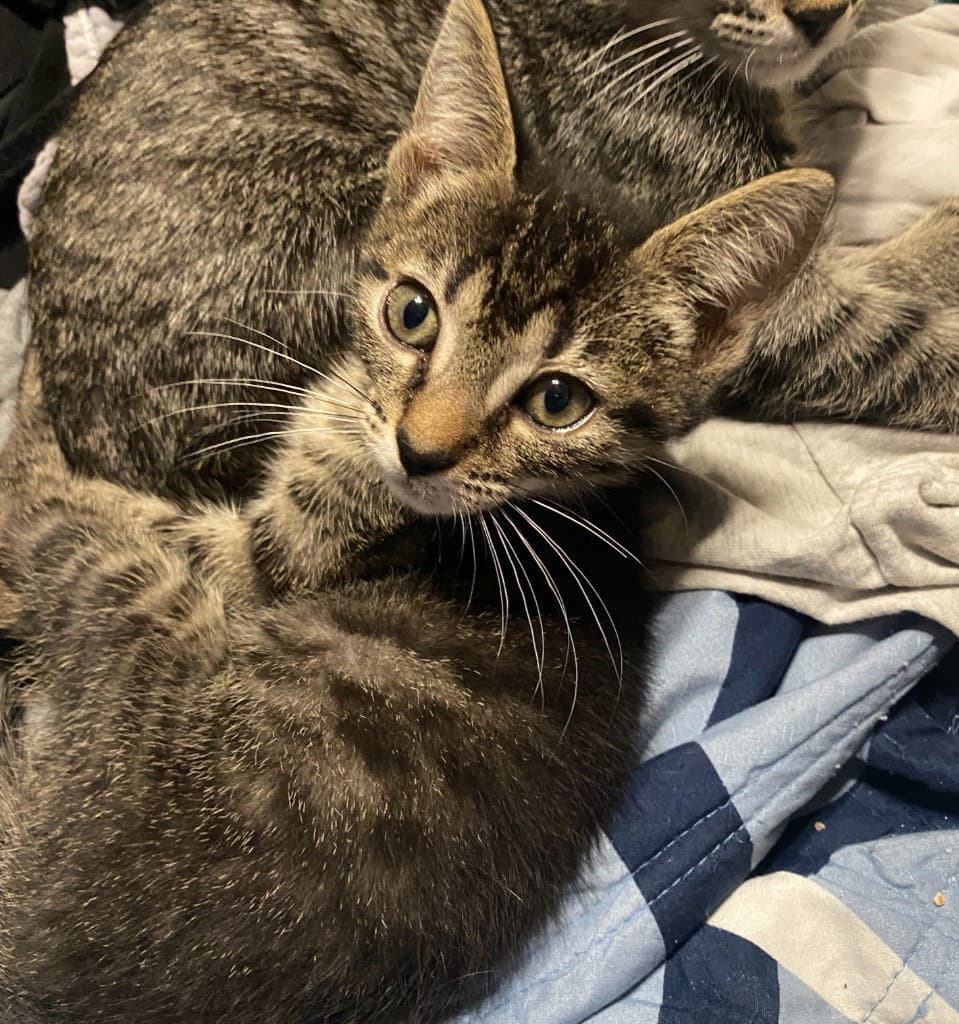 Catra - Domestic Short Hair