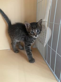 Catra image 2