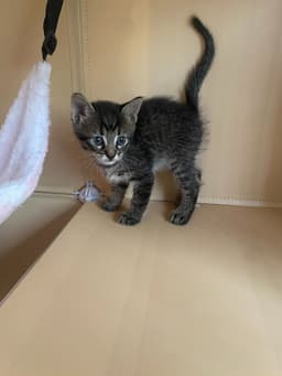 Catra image 3