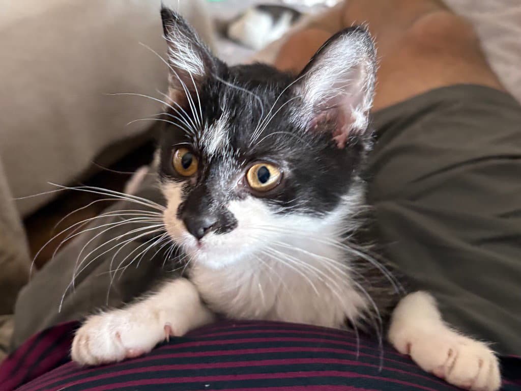 Hobgoblin - Domestic Short Hair