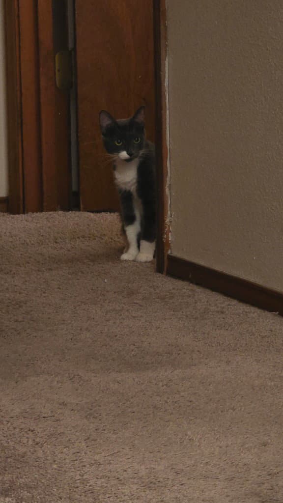 Chichi - Domestic Short Hair