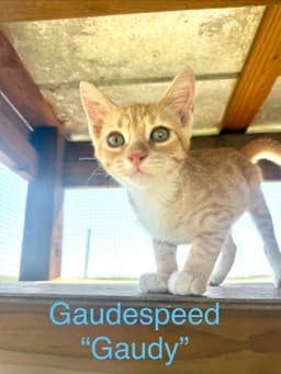 Gaudespeed image 1