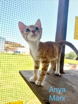 Anya Marx image 1