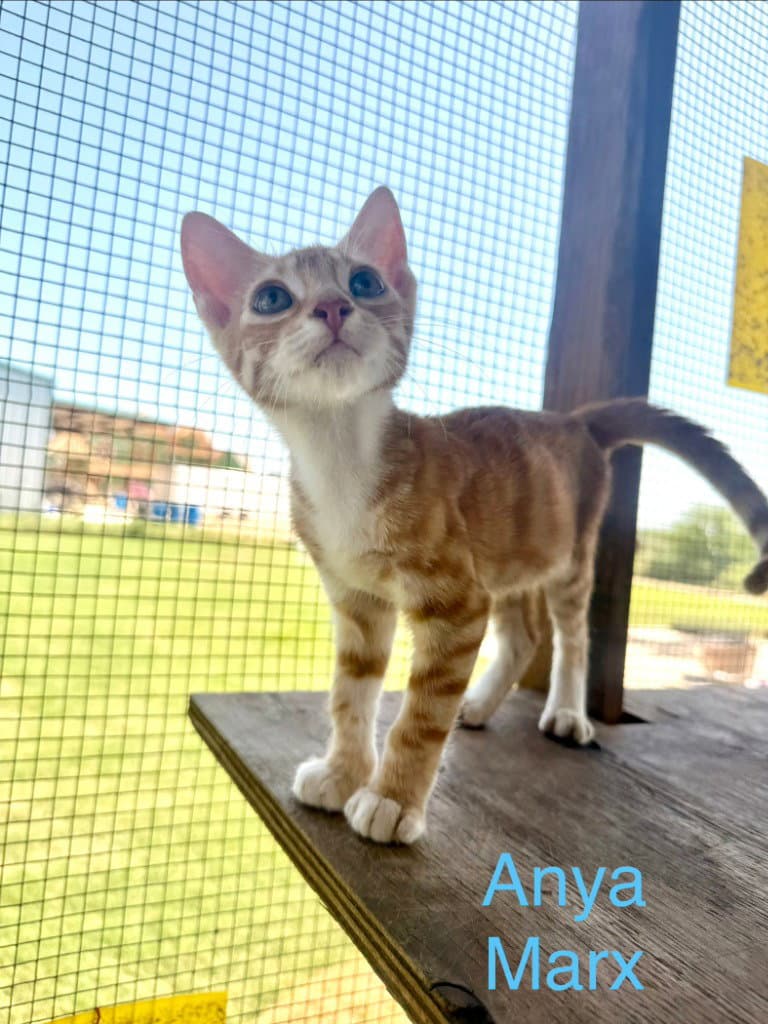 Anya Marx - Tabby