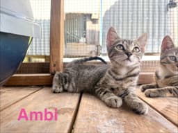 Ambi image 1