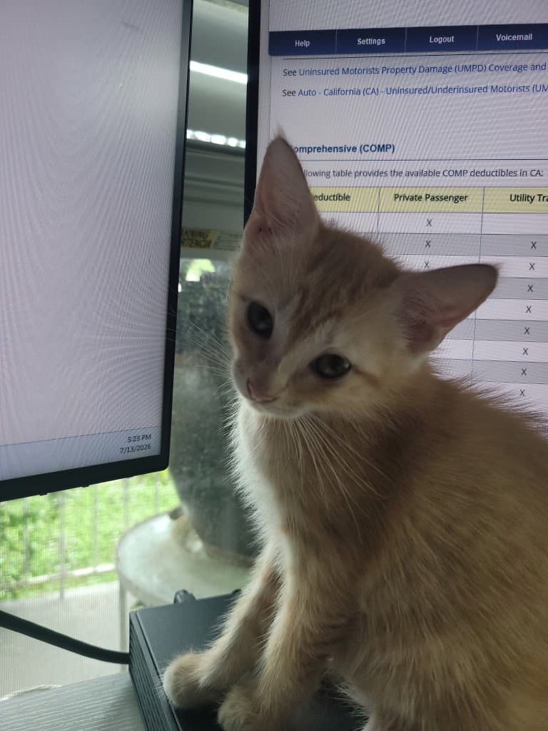 Francis Bean - Domestic Short Hair