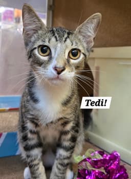 Tedi image 1