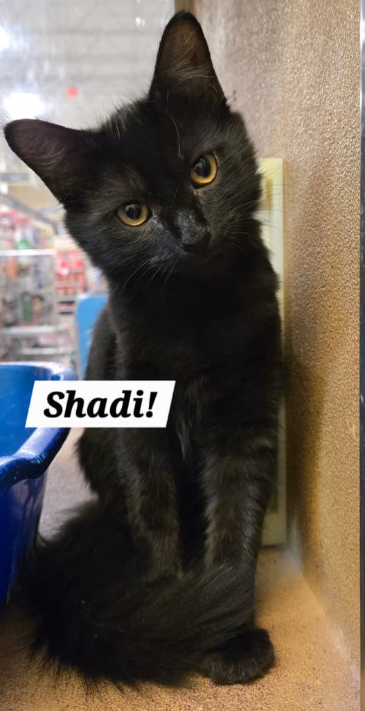 Shadi - Domestic Long Hair