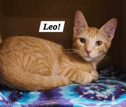Leo image 1