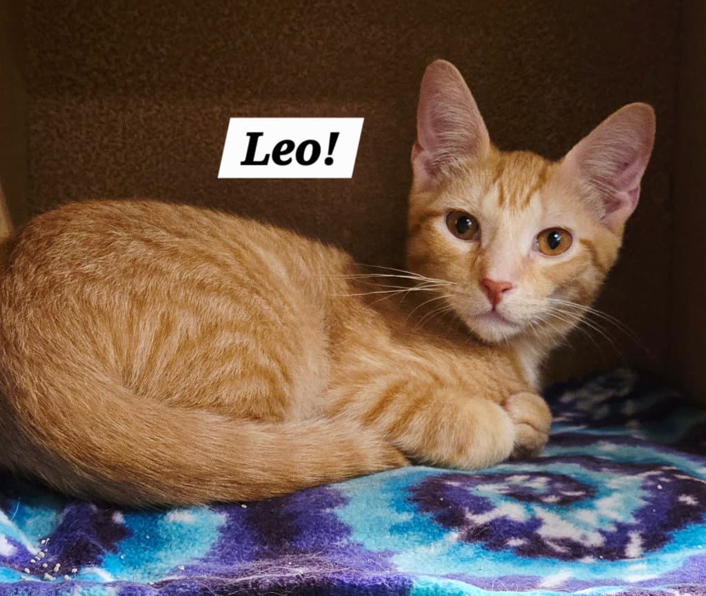 Leo - Tabby