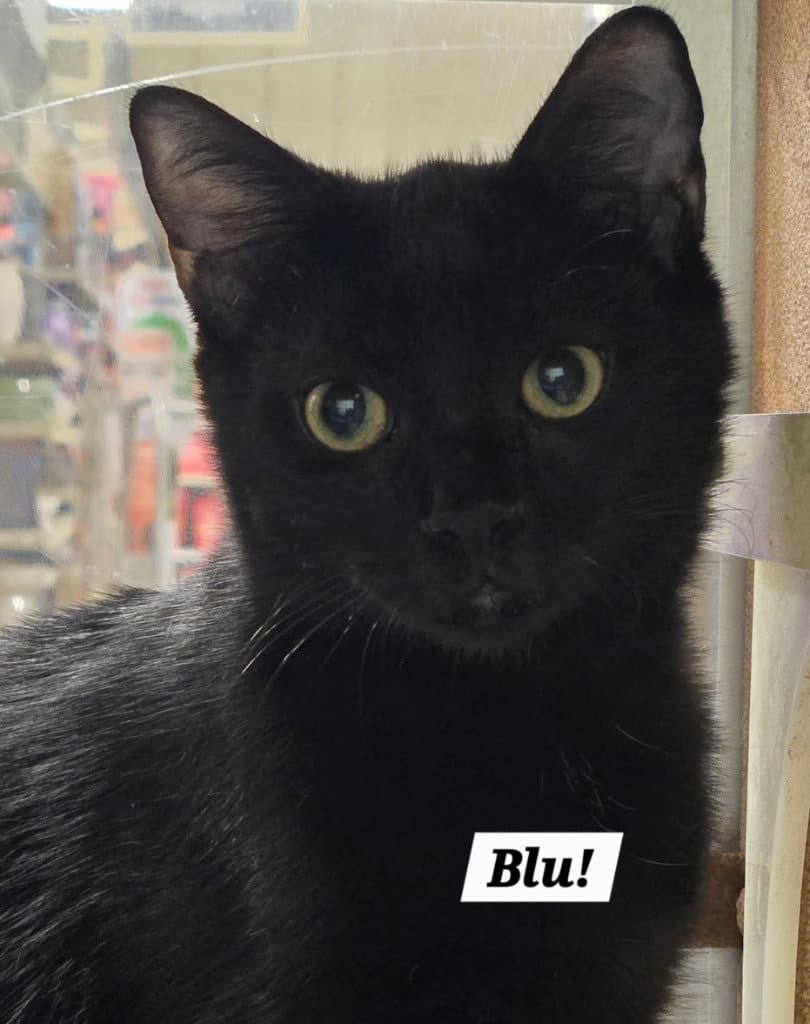 Blu - Tabby