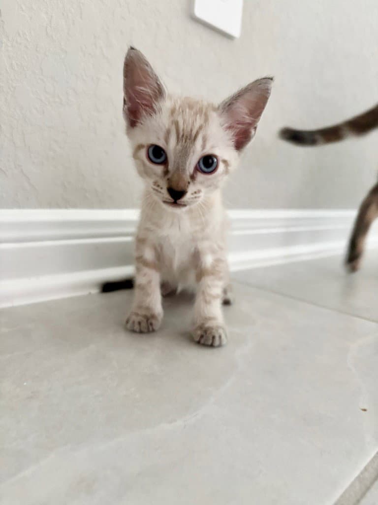 Atticus - Domestic Short Hair