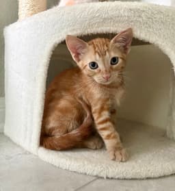Arlo image 1