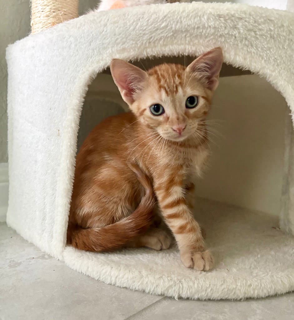 Arlo - Domestic Short Hair
