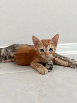Arlo image 2
