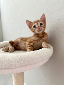 Arlo image 3