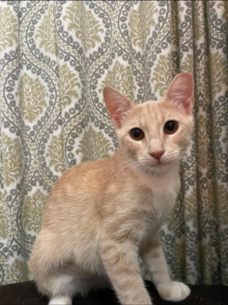 Apricot - Tabby