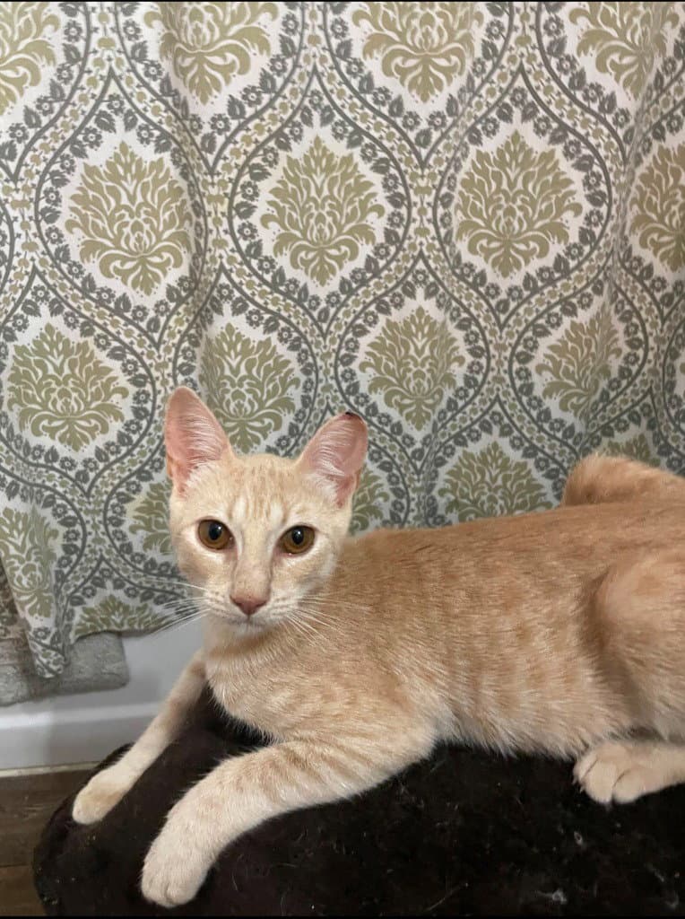 Amber - Tabby