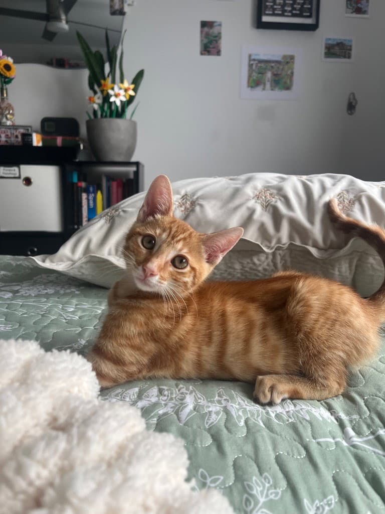 Lupito - Domestic Short Hair