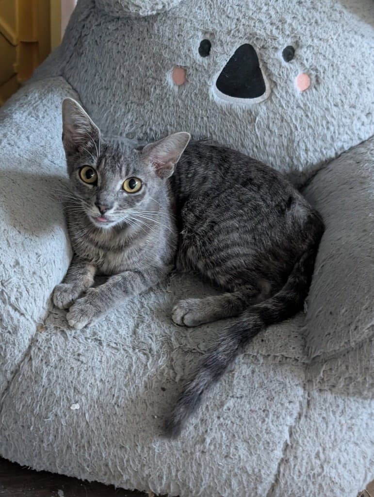 Rigsby - Tabby